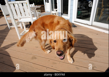 A Golden Retriever plays on a deck in North Carolina's OuterBanks. Stock Photo