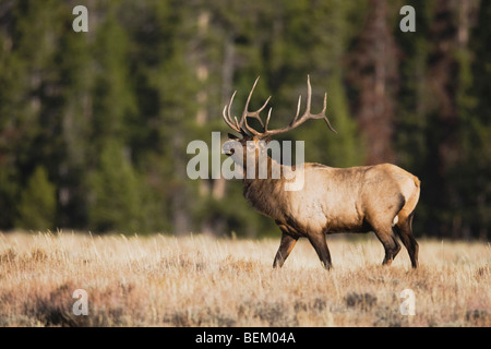 Elk, Wapiti (Cervus elaphus), bull bugling, Yellowstone NP,Wyoming, USA Stock Photo