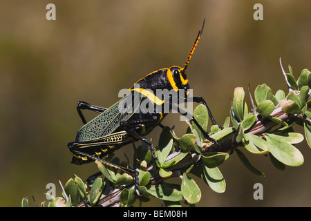 Horse Lubber Grasshopper (Taeniopoda eques), adult Ocotillo, Big Bend National Park, Chihuahuan Desert, West Texas, USA Stock Photo