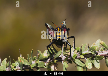 Horse Lubber Grasshopper (Taeniopoda eques), adult Ocotillo, Big Bend National Park, Chihuahuan Desert, West Texas, USA Stock Photo