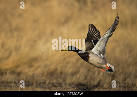Mallard (Anas platyrhynchos), male taking off, Bosque del Apache National Wildlife Refuge , New Mexico, USA, Stock Photo