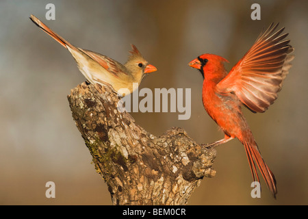 Northern Cardinal (Cardinalis cardinalis), pair fighting, Bandera, Hill Country, Texas, USA Stock Photo