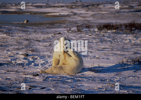 POLAR BEARS FIGHTING, CANADA Stock Photo