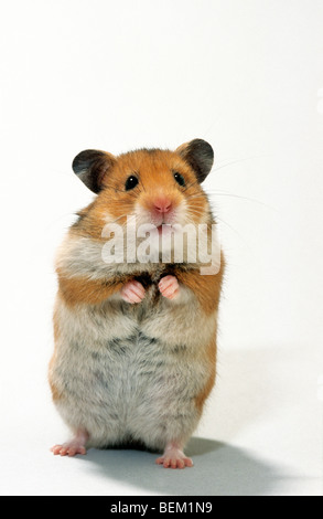 Golden hamster (Mesocricetus auratus) standing upright Stock Photo