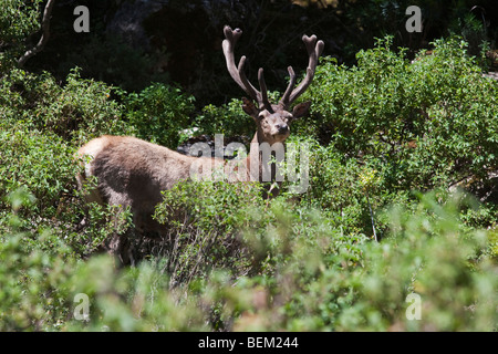 Sardinian Deer, Supramonte forest near Urzulei, Gennargentu and Orosei Gulf National Park, Sardinia, Italy, Europe Stock Photo