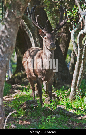 Sardinian Deer, Supramonte forest near Urzulei, Gennargentu and Orosei Gulf National Park, Sardinia, Italy, Europe Stock Photo