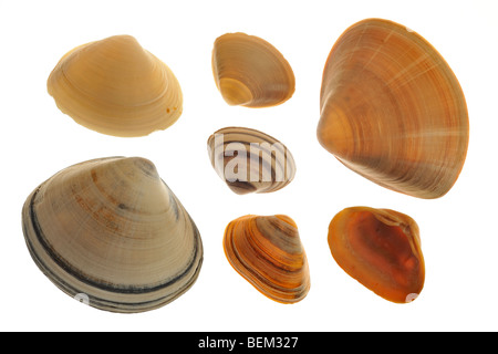 Mactridae with Surf clam (Spisula solida), Rayed trough shell and Cut trough shells, Belgium
