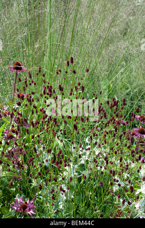 Sanguisorba officinalis RED THUNDER and Molinia caerulea subsp. arundinacea KARL FOERSTER Stock Photo