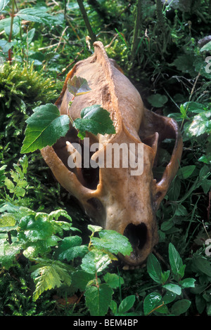 European badger (Meles meles) close up of skull Stock Photo