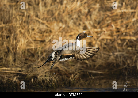 Northern Pintail (Anas acuta), male taking off, Bosque del Apache National Wildlife Refuge , New Mexico, USA, Stock Photo