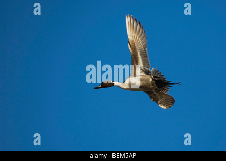 Northern Pintail (Anas acuta), male in flight, Bosque del Apache National Wildlife Refuge , New Mexico, USA, Stock Photo