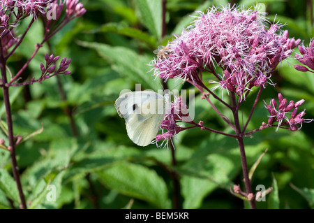 White cabbage butterfly on Eupatorium maculatum Atropurpureum Group PURPLE BUSH Stock Photo
