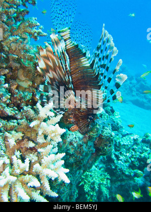 Lion Fish or Pterois Volitans in the Red Sea off of Dahab Egypt Stock Photo