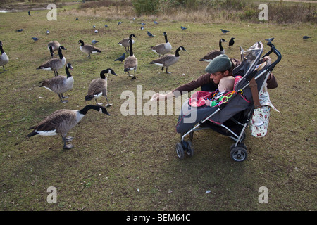 Feeding the Geese at wanstead Flats, London, England. Stock Photo