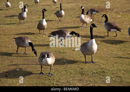 Canada Geese at Wanstead Flats, London, England. Stock Photo