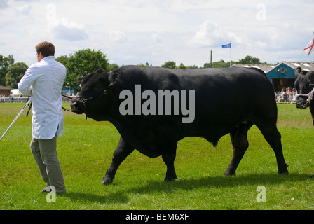 Male handler with Welsh Black Bull Stock Photo