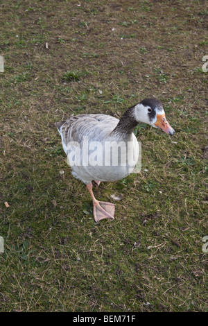 Goose at wanstead Flats, London, England. Stock Photo