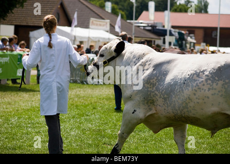 Female handler exhibiting a Belgian Blue Bull in Show Ring Stock Photo