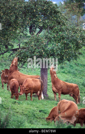 Cows and bull (Bos taurus) eating apples in orchard, Luxembourg Stock Photo