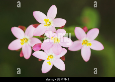 Common Centaury flowers Stock Photo