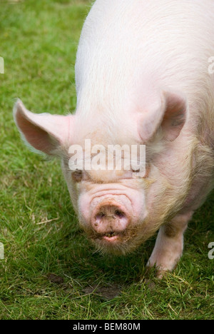 Close up of a Middle White Pig Sow Stock Photo