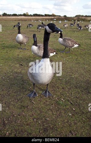 Canada Geese at Wanstead Flats, London, England. Stock Photo