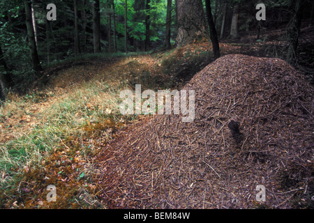 Wood ant (Formica rufa) nest / anthill on forest floor, Ardennes, Belgium Stock Photo