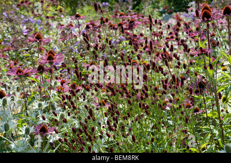 Sanguisorba officinalis RED THUNDER and Molinia caerulea subsp. arundinacea KARL FOERSTER and Echincea purpurea Stock Photo