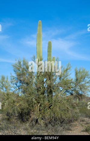 Foothill Palo Verde tree in bloom casts its shadow, Arizona State ...