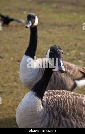 Canada Geese at wanstead Flats, London, England. Stock Photo