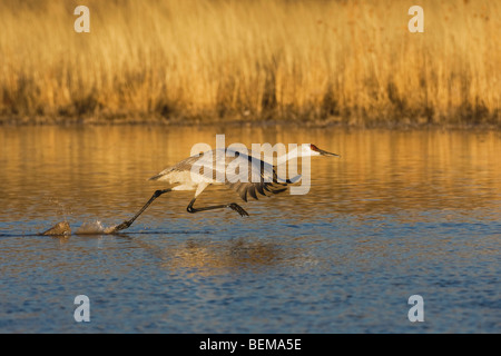 Sandhill Crane (Grus canadensis), adult taking off, Bosque del Apache National Wildlife Refuge , New Mexico, USA, Stock Photo