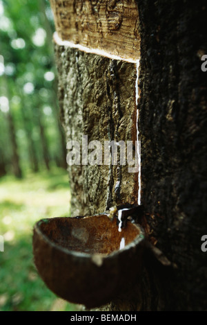 Para Rubber Tree (Hevea brasiliensis), being tapped to collect latex, Sri Lanka Stock Photo