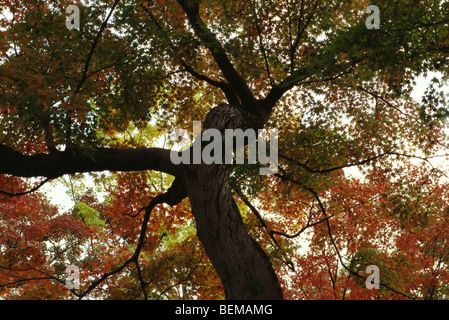 Maple tree, Japan, low angle view Stock Photo