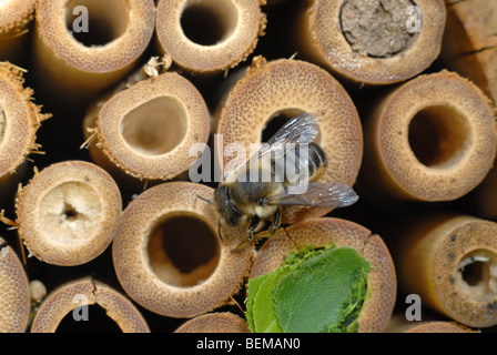 A leafcutter bee, Megachile centuncularis, on a bamboo home for solitary bees. Stock Photo