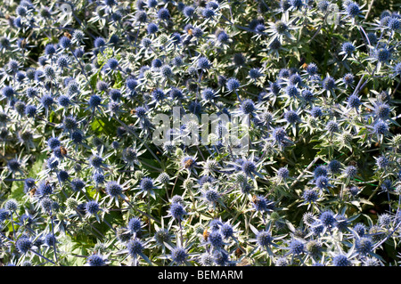 Sea holly, Eryngium tripartitum Stock Photo