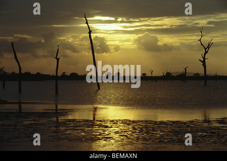 Dead trees standing in lake, silhouetted against golden sky, Sri Lanka Stock Photo