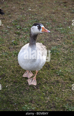 Goose at wanstead Flats, London, England. Stock Photo