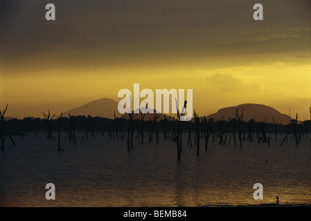 Dead trees standing in lake, silhouetted against golden twilit sky, Sri Lanka Stock Photo