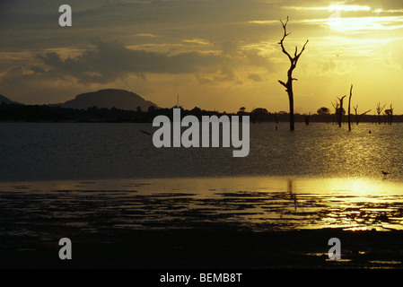 Dead trees standing in lake, silhouetted against golden sky, Sri Lanka Stock Photo