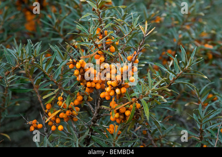 Common Sea-buckthorn (Hippophae rhamnoides) twig with ripe berries in summer Stock Photo