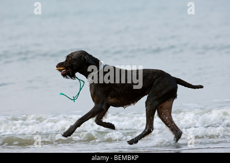 German wirehaired pointer (Canis lupus familiaris) playing and running with stick in water along the North Sea coast Stock Photo