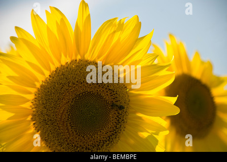 Close-Up Yellow Sunflowers captured in a summer day Stock Photo - Alamy