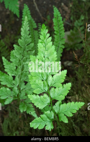 Black spleenwort (Asplenium adiantum-nigrum), La Brenne, France Stock Photo