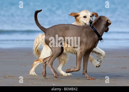 Golden retriever (Canis lupus) playing with other dog on beach along the North Sea coast Stock Photo