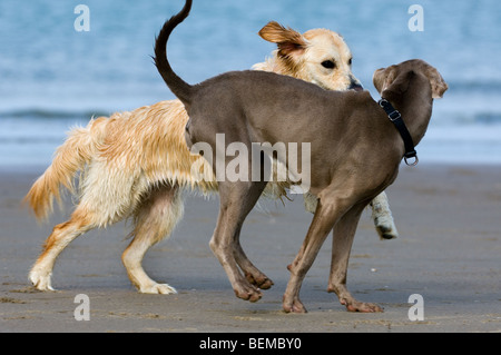 Golden retriever (Canis lupus) playing with other dog on beach along the North Sea coast Stock Photo