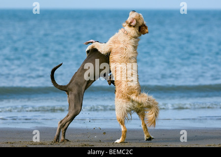 Golden retriever (Canis lupus) playing with other dog on beach along the North Sea coast Stock Photo