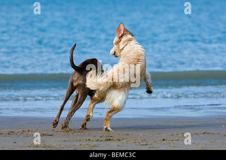 Golden retriever playing with other dog on beach along the North Sea coast Stock Photo