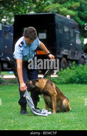 German shepherd (Canis familiaris) police dog being trained by policeman to become a tracker / bloodhound, Belgium Stock Photo