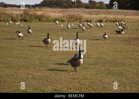 Canada Geese at Wanstead Flats, London, England. Stock Photo