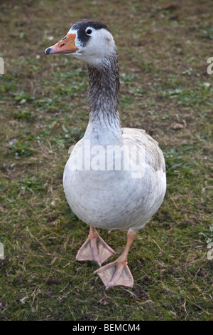 Goose at wanstead Flats, London, England. Stock Photo